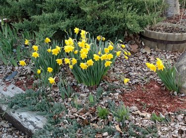 tulips in flower garden