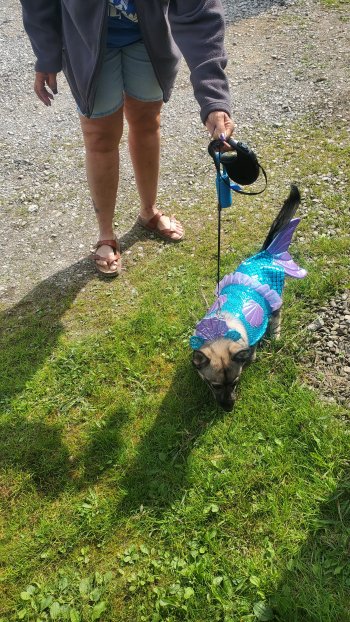 Dog dressed as mermaid