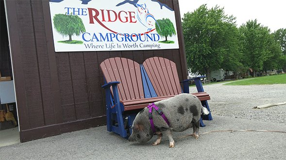 The Ridge Campground Family Friendly Campground Located In Mount Morris Ny